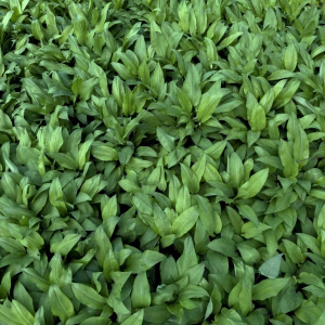 Sojasaus met daslook | Tomasu Wild Garlic | ComVino